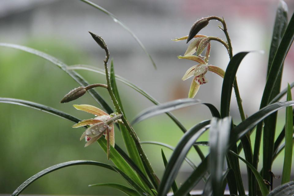 赞美兰花的优美句子（幽香最适合形容兰花）