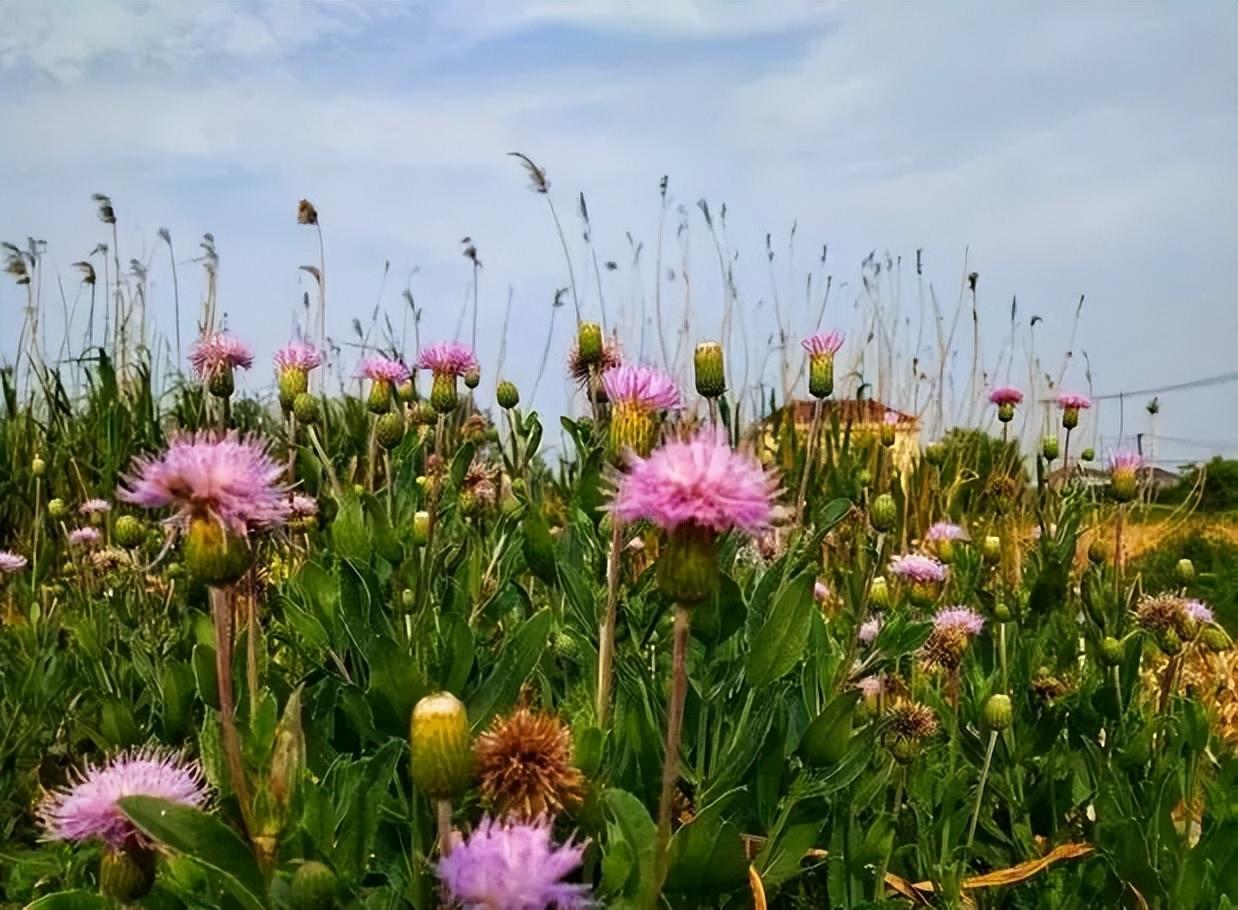 浪漫的情话（仙境般的爱意，浪漫至极的神仙情话带你漫游爱的世界）