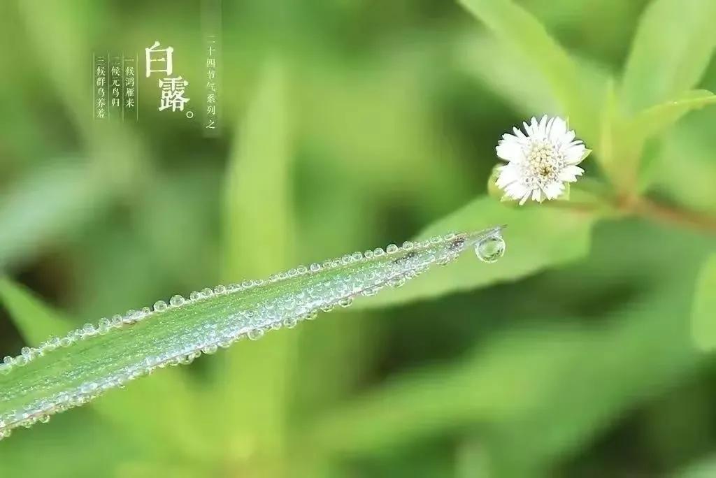 白露节气祝福语精选文案